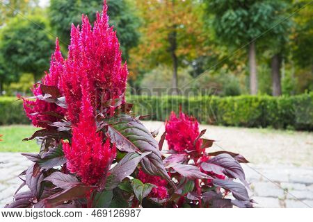 Celosia Plant, Cellosia Is A Genus Of The Amaranth Family Or Marev Family. Cockscomb, Traditionally 