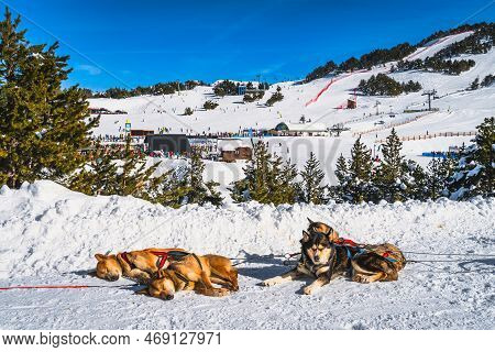 Huskey In A Dog Sled, Lying On The Snow And Resting, Ski Resort, Snow Capped Mountains And Forest In