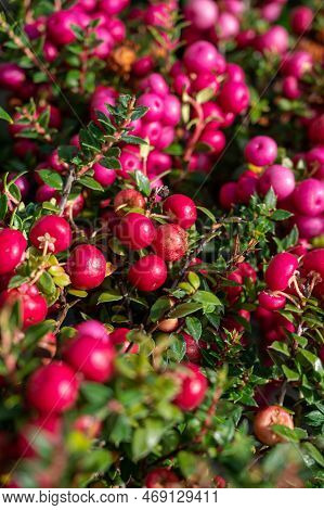 Beautiful Garden Plant For Winter With Red Or Pink Berries Gaultheria Teaberry Plant