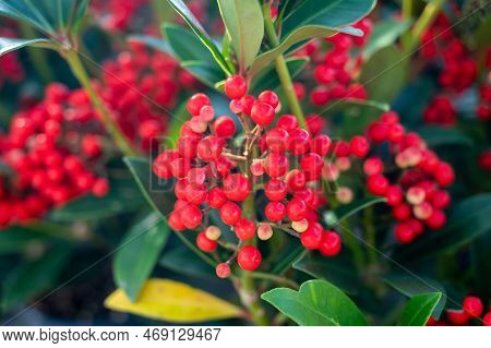 Red Berries Of Winter Blossoming Garden Plant, Evergreen Skimmia Japonica  Ornamental Plant