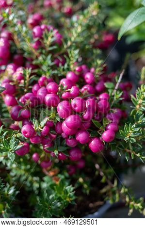 Beautiful Garden Plant For Winter With Red Or Pink Berries Gaultheria Teaberry Plant