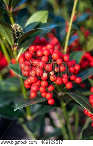 Red Berries Of Winter Blossoming Garden Plant, Evergreen Skimmia Japonica  Ornamental Plant