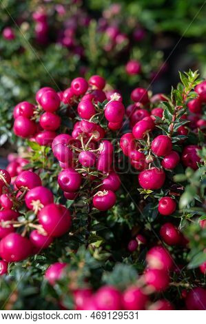 Beautiful Garden Plant For Winter With Red Or Pink Berries Gaultheria Teaberry Plant