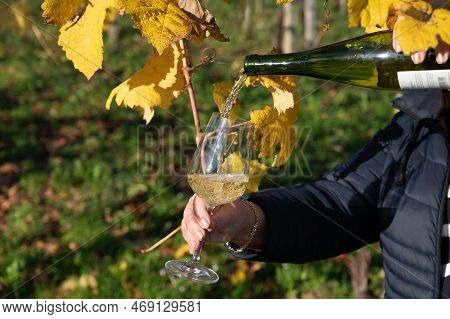 Pouring Of Txakoli Or Chacolí Slightly Sparkling Very Dry White Wine Produced In Spanish Basque Coun