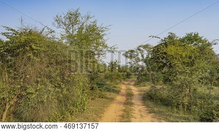 A Dirt Safari Road Runs Through The Jungle. Ruts And Tire Tracks Are Visible On The Soil. Lush Thick