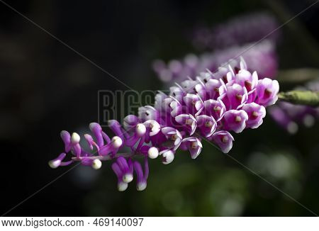 Close-up Of Beautiful Dendrobium Secundum Orchid, Small Purple-pink Orchid Flowers With White On Mar
