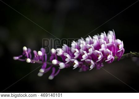 Close-up Of Beautiful Dendrobium Secundum Orchid, Small Purple-pink Orchid Flowers With White On Mar
