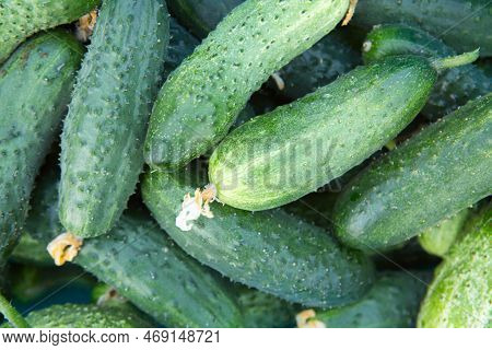 Green Fresh Cucumbers. Macro Background With Texture Of Cucumbers.