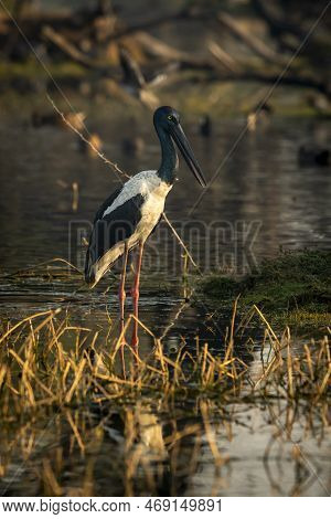 Female Black Necked Stork Or Ephippiorhynchus Asiaticus Closeup In Early Morning Winter Light And Sc