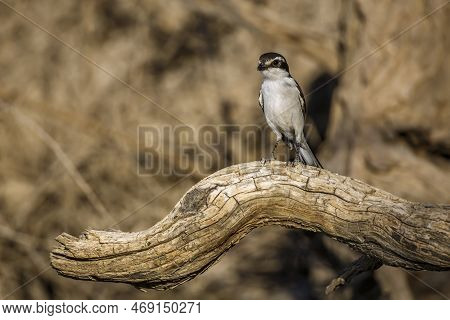 White Browed Sparrow Weaver Standing On A Log Front View In Kgalagadi Transfrontier Park, South Afri