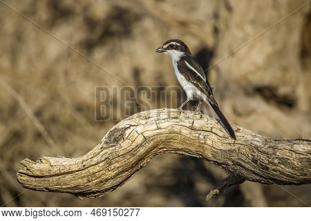 White Browed Sparrow Weaver Standing On A Log Side View In Kgalagadi Transfrontier Park, South Afric