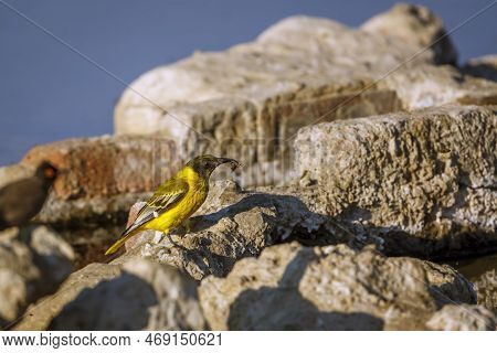 African Black Headed Oriole Juvenile With Prey Insect In Kgalagadi Transfrontier Park, South Africa;