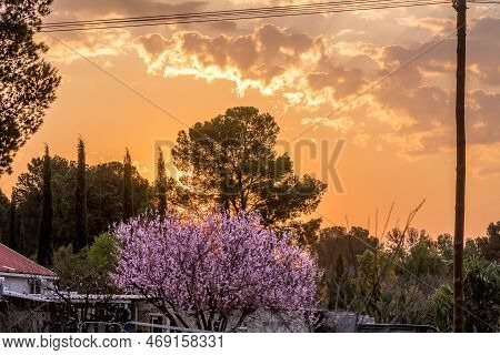A Fruit Tree Wirh Pink Flowers With A Sunset Bacdrop