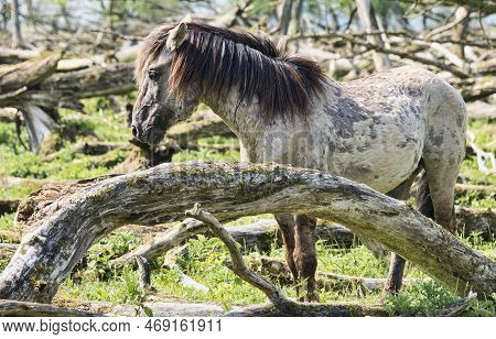 Wild Konink Horses In Oostvaarders Plassen Dutch Nature Area