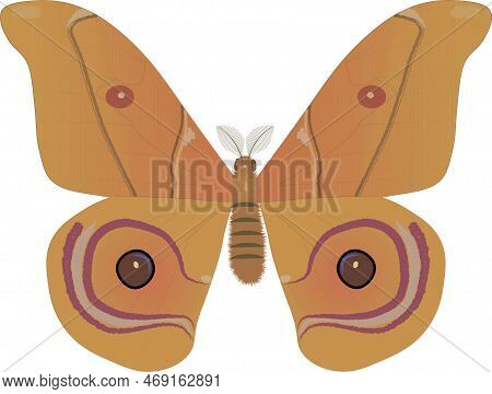 Beautiful Yellow Orange Butterfly Saturnia Bulls Eye Moth Isolated On White Background. Antherina Su