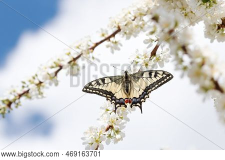 A Beautiful Lady-butterfly Sits On The Delicate, White Flowers Of The Spring Tree Forget Me Not Flow