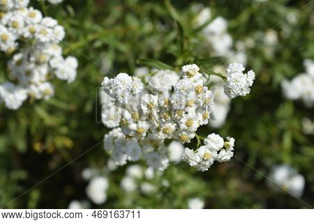 Sneezewort Yarrow White Flowers In The Summer