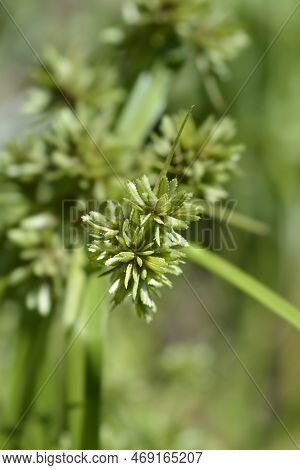 Tall Flatsedge In The Garden In Spring