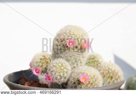 Mammillaria Carmenae ,mammillaria Or Cactus Or Succulent Plant Or Mammillaria Carmenae With Pink Flo