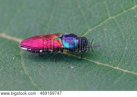 Detailed Closeup On A Colorful European Mediterranean Jewel Beetle Anthaxia Ignipennis Sitting On A 
