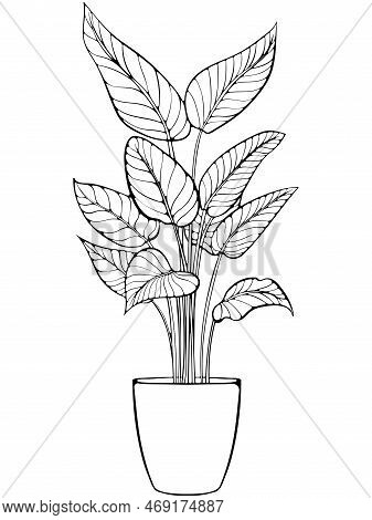 High Houseplant With Broad Leaves In A Pot. Vector Illustrations In Hand Drawn Sketch Doodle Style I