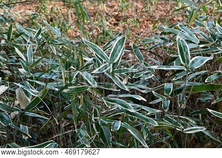 Kuma Bamboo Grass ( Sasa Veitchii). Poaceae Evergreen Plants. Young Leaves Are Dark Green Overall, B