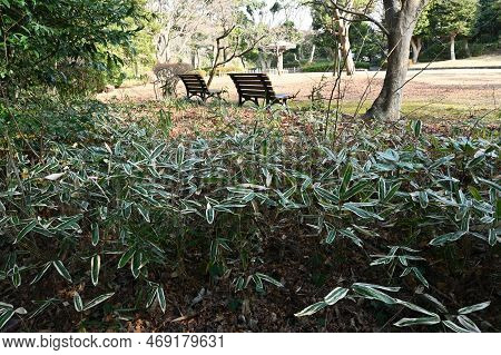 Kuma Bamboo Grass ( Sasa Veitchii). Poaceae Evergreen Plants. Young Leaves Are Dark Green Overall, B