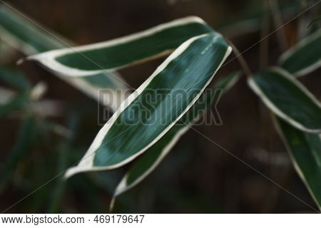 Kuma Bamboo Grass ( Sasa Veitchii). Poaceae Evergreen Plants. Young Leaves Are Dark Green Overall, B
