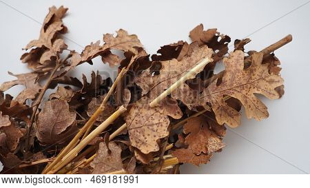 The Badnjak Veseljak Is A Tree Branch Or Entire Tree That Is Central To Serbian Christmas Celebratio