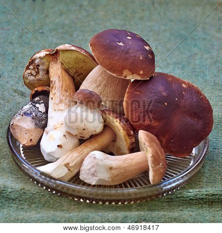 蘑菇