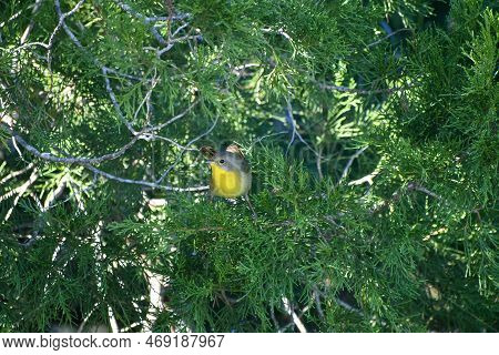 Female Yellowthroat Warbler In The Merritt Island Wildlife Refuge In Florida