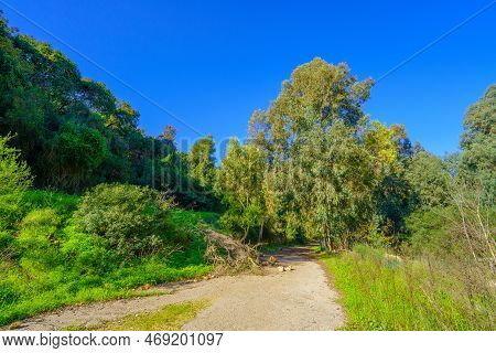 View Of A Footpath And Trees, In The Nahal Giborim (wadi Rushmiya) Valley, Haifa, Israel