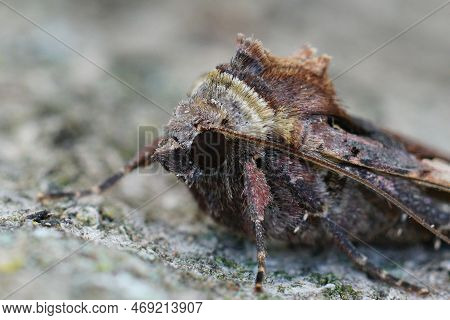 Detailed Closeup On A Setaceous Hebrew Character Owlet Moth, Xestia C-nigrum, Sitting On Wood