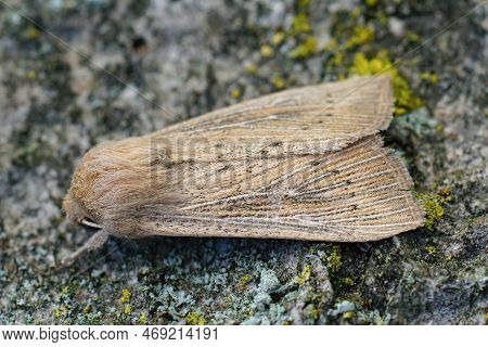 Detailed Closeup Of The Obscure Wainscot Moth, Leucania Obsoleta Sitting On Wood In The Garden
