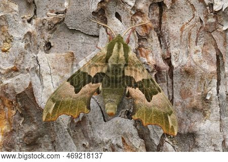 Natural Closeup On A Lime Hawk Moth, Mimas Tiliae With Spread Wings On Bark Of A Pine Tree