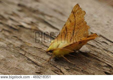 Detailed Closeup On The Colorful Canary-shouldered Thorn Geometer Moth, Ennomos Alniaria Sitting On 