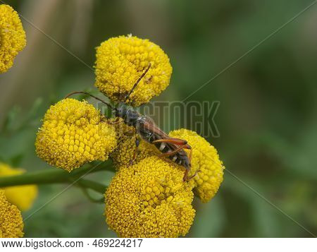 Natural Closeup On A Stenopterus Rufus Longhorn Beetle Bug On Yellow Tansy Flower, Tanacetum Vulgare