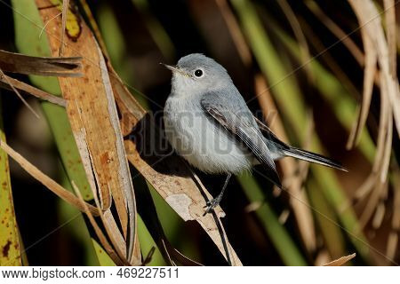 A Blue-gray Gnatcatcher (polioptila Caerulea) Sits Near A Pond In Florida