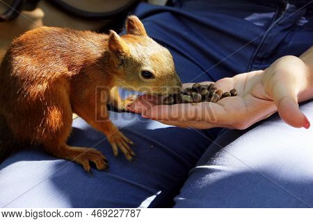The Squirrel Eats The Nut From The Palm Of His Hand In The Park. Wild Animals. Wild Animals Accustom