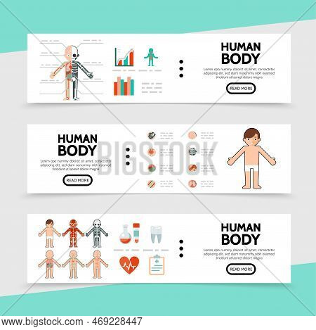 Flat Anatomy Horizontal Banners With Internal Organs Tubes Clipboard Tooth Human Muscular Circulator