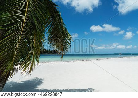 Horizontal Palm On The Beach Of Anse Volbert On The Seychelles.