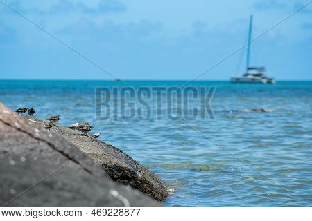 Seabirds On A Rock, A Boat In The Background, At Anse Volbert Beach On The Seychelles.