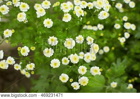 Green Leaves Of Hybrid Feverfew, Achillea Ptarmica, The Sneezewort, Sneezeweed, Bastard Pellitory, E