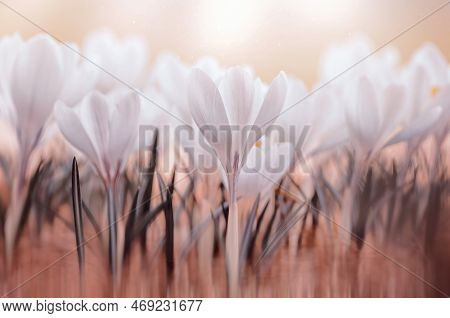 Macro Crocusses In Pastel Colors On A Sunny Day