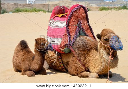 Camels