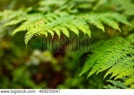 Unique Pointed Shape Of The Young Light Green Fern Plant Leaves Growing In The Forest