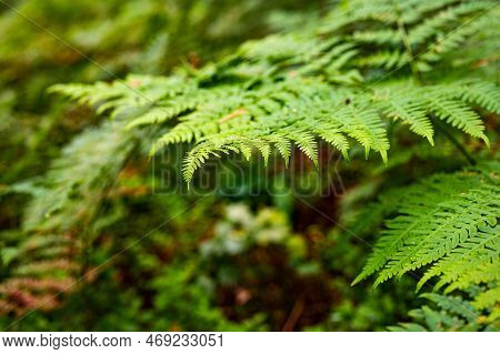 Unique Pointed Shape Of The Young Light Green Fern Plant Leaves Growing In The Forest