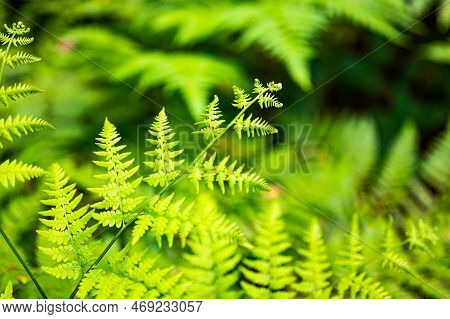 Unique Pointed Shape Of The Young Light Green Fern Plant Leaves Growing In The Forest