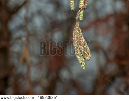 Tassel On The Branches Of Hazelnuts In Winter. Latin Name Corylus Avellana. Curly Hazelnut Contorta.