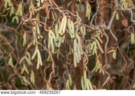 Tassel On The Branches Of Hazelnuts In Winter. Latin Name Corylus Avellana. Curly Hazelnut Contorta.